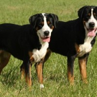 Greater Swiss Mountain Dogs breed minepuppy